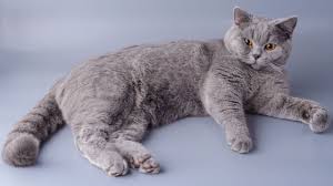 Image result for British shorthair