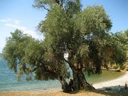 Olive Tree On The Beach Near Trikeri Greece Pflanzen Baum Blumen