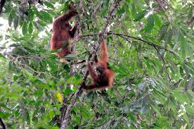 Check spelling or type a new query. Hutan Jadi Rumah Bagi Flora Dan Fauna Ini Dia 5 Jenis Hutan Di Dunia Semua Halaman Bobo