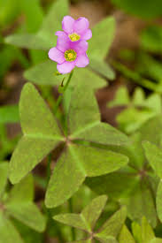 Image result for Oxalis latifolia