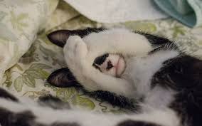 Why Does My Cat Trill Iheartcats Com What Is Trilling Cats Cute Cat Breeds Cat Owners