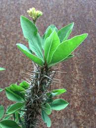 Image result for Euphorbia didiereoides