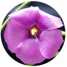 Image result for Crepidorhopalon droseroides