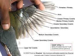 Maybe you would like to learn more about one of these? Wing Anatomy Beauty Of Birds