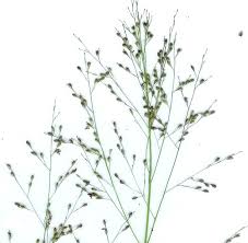 Image result for Panicum schinzii