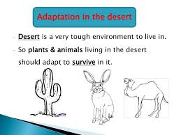 The unique grooves that help the cactus plants collect water. Desert Adaptations
