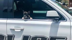 We did not find results for: 2 Arrested After Running Out Of Petland Woodlands With 14 Week Old Puppy Police Say Abc13 Houston