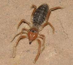 The camel spider (aka wind scorpion spider, sun spider) is mostly found in the southwest us & southern africa. Sun Spider What S That Bug