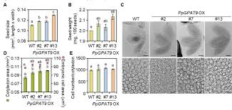 All flowering plants produce seeds. Microscopic Analysis Of Seeds Of The Wt And Transgenic Arabidopsis Download Scientific Diagram