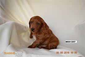Spoodle Puppies For Sale 1 Boy Left