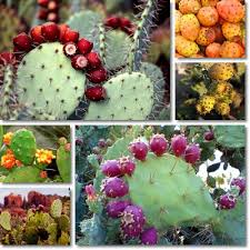 It is a flat cactus pad that can be eaten when the plant is young. Properties And Benefits Of Prickly Pear Natureword