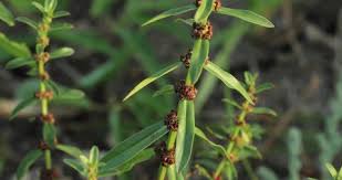 Image result for Ammannia baccifera