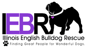 Our adoption centers in detroit, westland and howell are accepting walk ups for pet adoptions with the following restrictions interest in adoption has been extremely high lately and animals available at time appointment was made my not be available the day of your appointment. Illinois English Bulldog Rescue