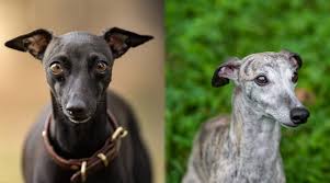 Italian greyhounds are teensy versions of their larger greyhound cousins. Italian Greyhound Vs Whippet Breed Differences And Similarities
