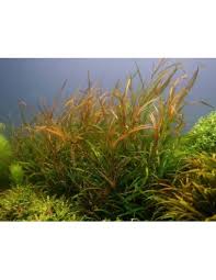 Image result for Potamogeton octandrus