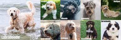 Compare The Labradoodle To Other Popular Doodle Dog Breeds