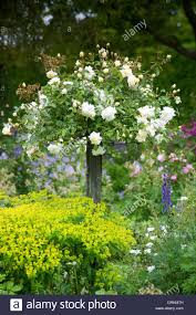Helmingham Hall Suffolk Design Xa Tollemache English Garden Classic Floral Colourful Color Rose Trained Standard Frame St English Garden Rose Trees Suffolk