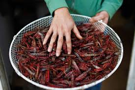 U N Urges Eating Insects 8 Popular Bugs To Try