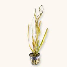 Image result for Vallisneria