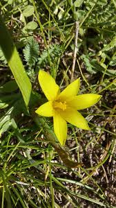 Image result for Romulea congoensis