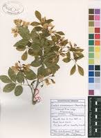 Image result for Craibia zimmermannii