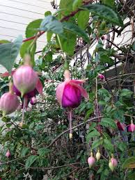 Pin On Mygardenanswers