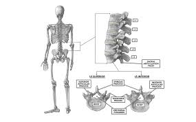 Low back pain assessment and prognosis learn to. Crossfit The Lumbar Vertebrae
