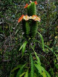 Image result for Erythroxylum platycladum