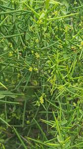 Image result for Scutia