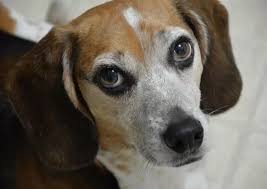 This mustached and bearded dog is the biggest of the terrier breeds, weighing in at about 50 to 70 pounds. 10 Amazing Short Haired Dog Breeds The Buzz Land