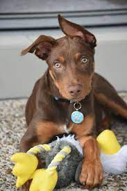 Kelpie Pup Australian Kelpie Dog Puppies Tiny Puppies