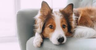 121 reviews of city pet hospital i brought my pup simba to city pet hospital. 5 Best Veterinary Websites For 2021 Freshysites