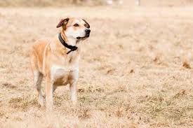 Ginger is 3 years old and weighs about 60 pounds. German Shepherd Lab Mix A K A Sheprador All You Must Know Ultimate Home Life