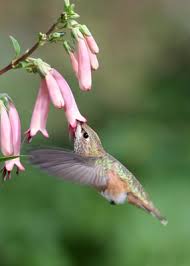 It not only offers an excellent source of nectar for hummingbirds from late summer through fall but also lures butterflies and bees. Hummingbird Flower Planting Zones Hummingbird Plants By Zone