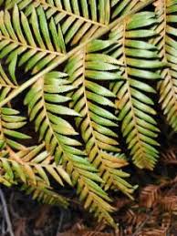 Image result for Todea