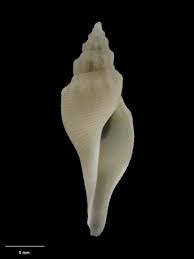 Dick Dell and the fantastic frilled crab