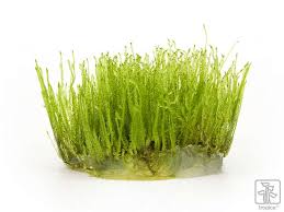 Image result for Hypericophyllum tessmannii