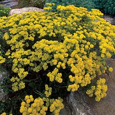 Maybe you would like to learn more about one of these? Sulfur Flower Finegardening