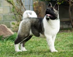 Yet there were those who wanted to remain true to the japanese standard. Pin On American Akita