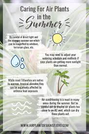 Caring For Air Plants In The Summer Months Air Plants Care Air Plants Plant Care