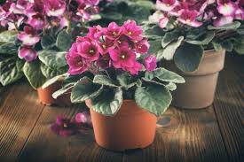 We did not find results for: African Violets Saintpaulia Types How To Grow And Care Florgeous