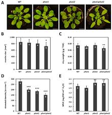 Maybe you would like to learn more about one of these? Cells Free Full Text Phototropin 1 And 2 Influence Photosynthesis Uv C Induced Photooxidative Stress Responses And Cell Death Html