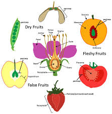Origin Of Fruit Tissue Layers In Dry Fleshy And False Fruits For Download Scientific Diagram In 2020 Biology Plants Biology Plant Science