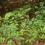 Image result for Cassia sieberiana