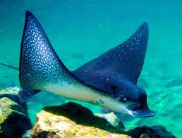 Under modern classification, the fish only resides in the. Eagle Ray Fish Profile Facts Traits Breeding Diet Seafish
