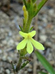 Image result for Striga asiatica