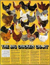 the big list of heritage chicken breeds