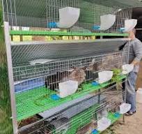 Cheap Price 3 Tier Female Rabbit Cage for Zimbabwe