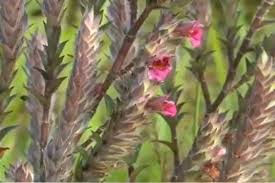Featured image is cassia fistula or the golden shower tree is the state flower of kerala in india. New Plant Species Discovered In Kerala Named After Famous Temple In Kasaragod The News Minute
