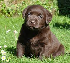Chocolate Labrador Puppies Labrador Breeders Uk Llanstinan Labradors